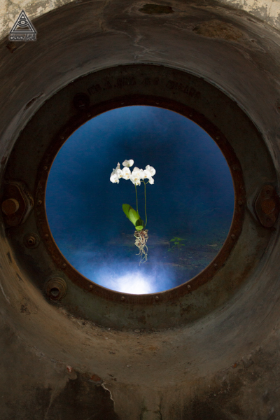 Phalaenopsis