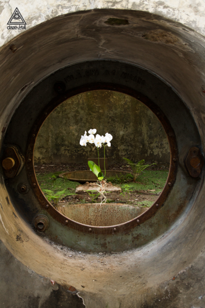 Phalaenopsis