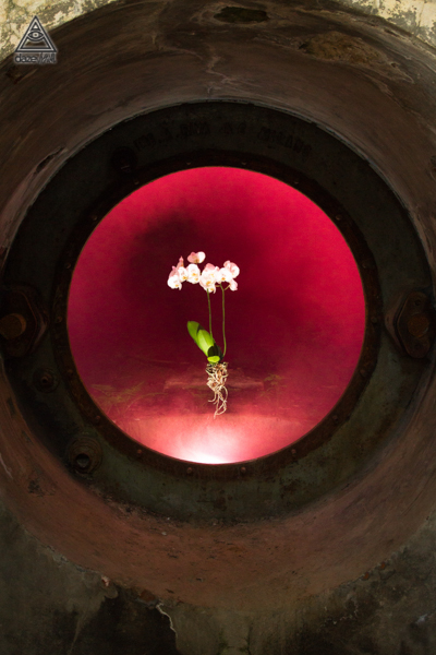 Phalaenopsis