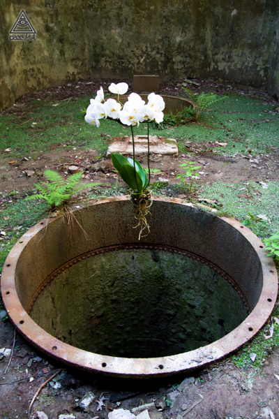 Phalaenopsis
